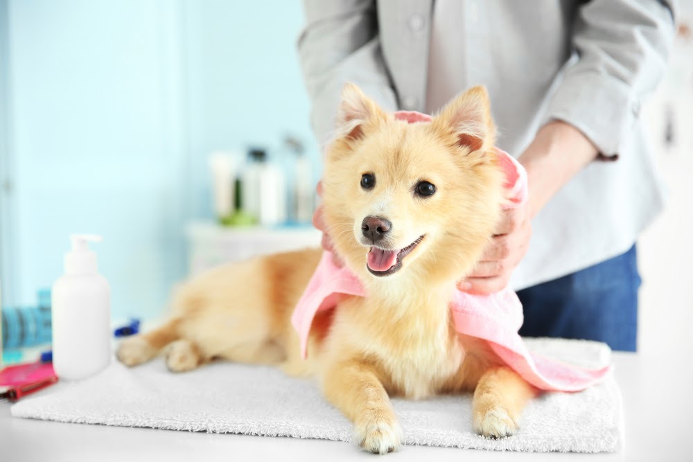 best dog shampoo