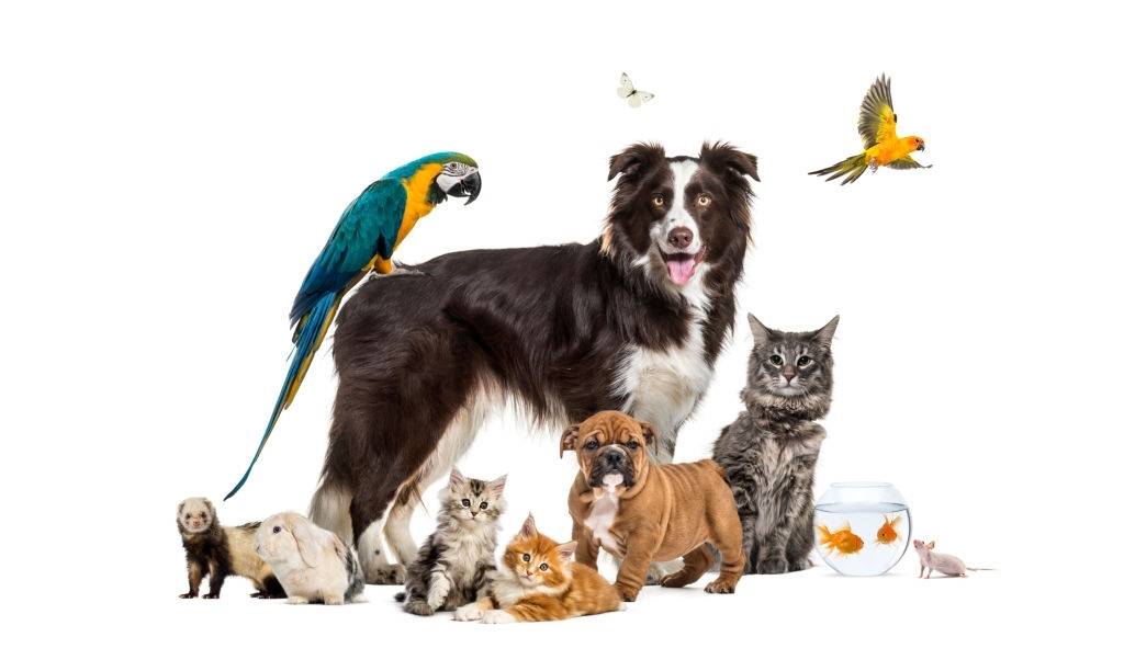 Pet Stock