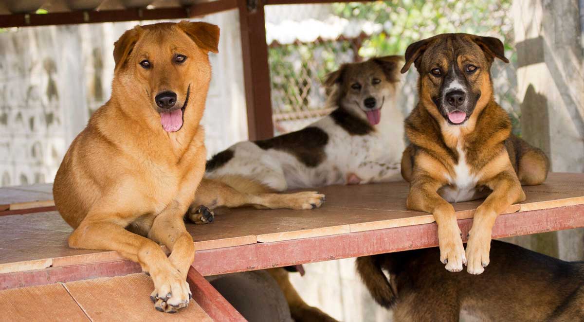 Dog Rescue Missions